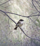 Eastern Phoebe 5431